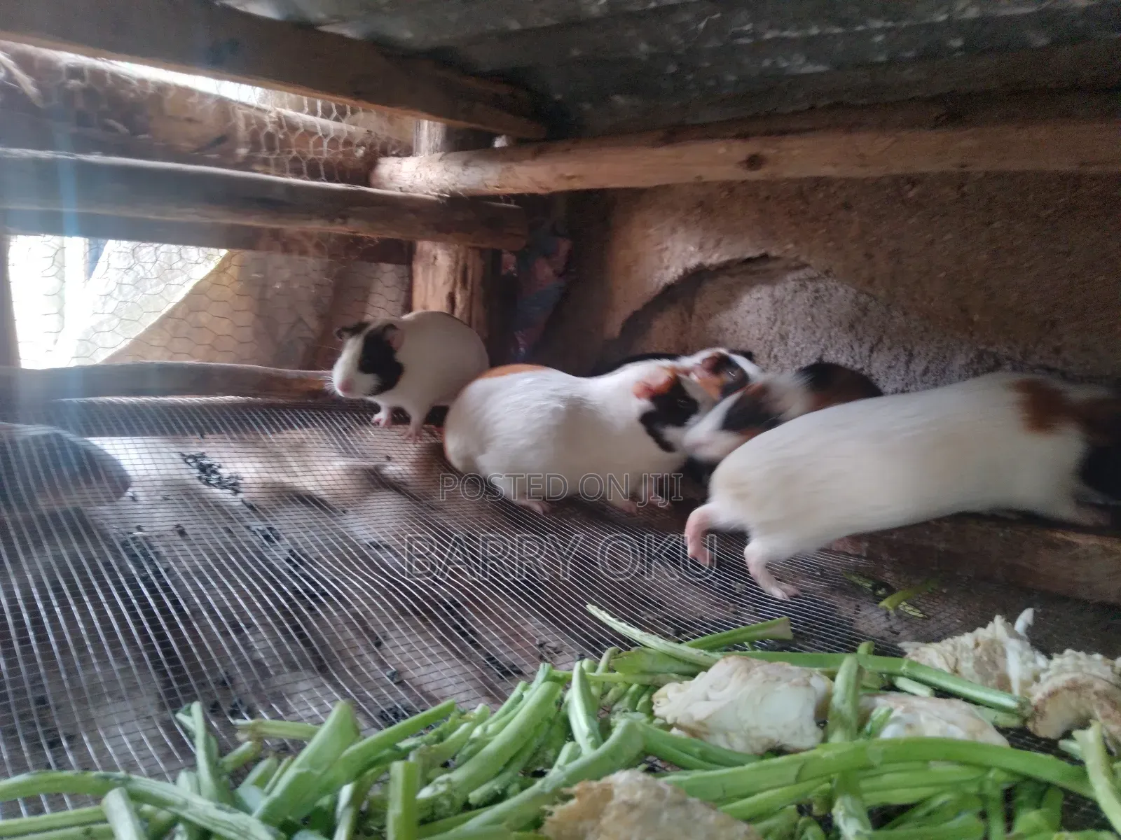 Rabbits, Guinea-Pigs, Kienyeji Kuku