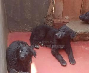 1-3 months Male Purebred German Shepherd - thumbnail 2