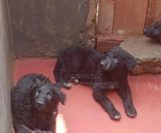 1-3 months Male Purebred German Shepherd - main view