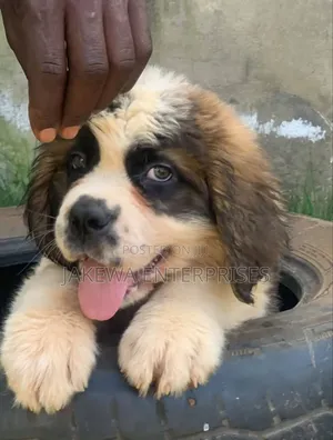 1-3 months Male Purebred Saint Bernard