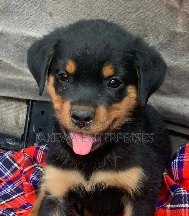 1-3 months Male Purebred Rottweiler
