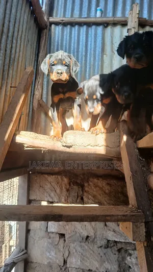 1-3 months Female Purebred Rottweiler