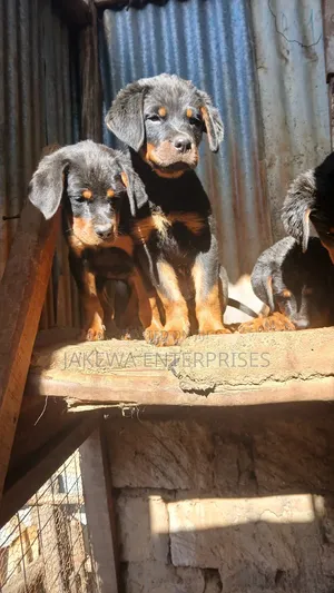 1-3 months Female Purebred Rottweiler
