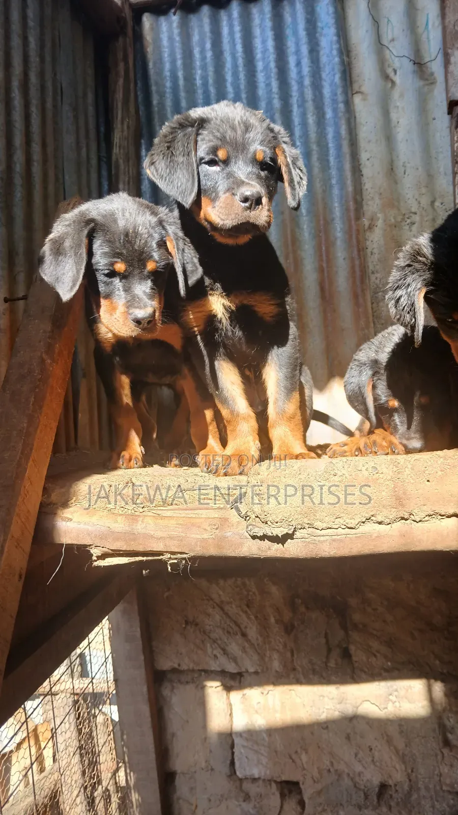 1-3 months Female Purebred Rottweiler