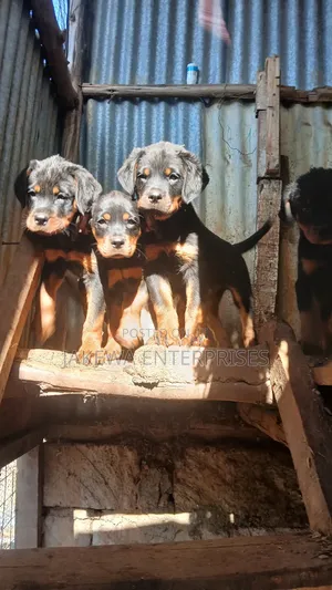 1-3 months Female Purebred Rottweiler