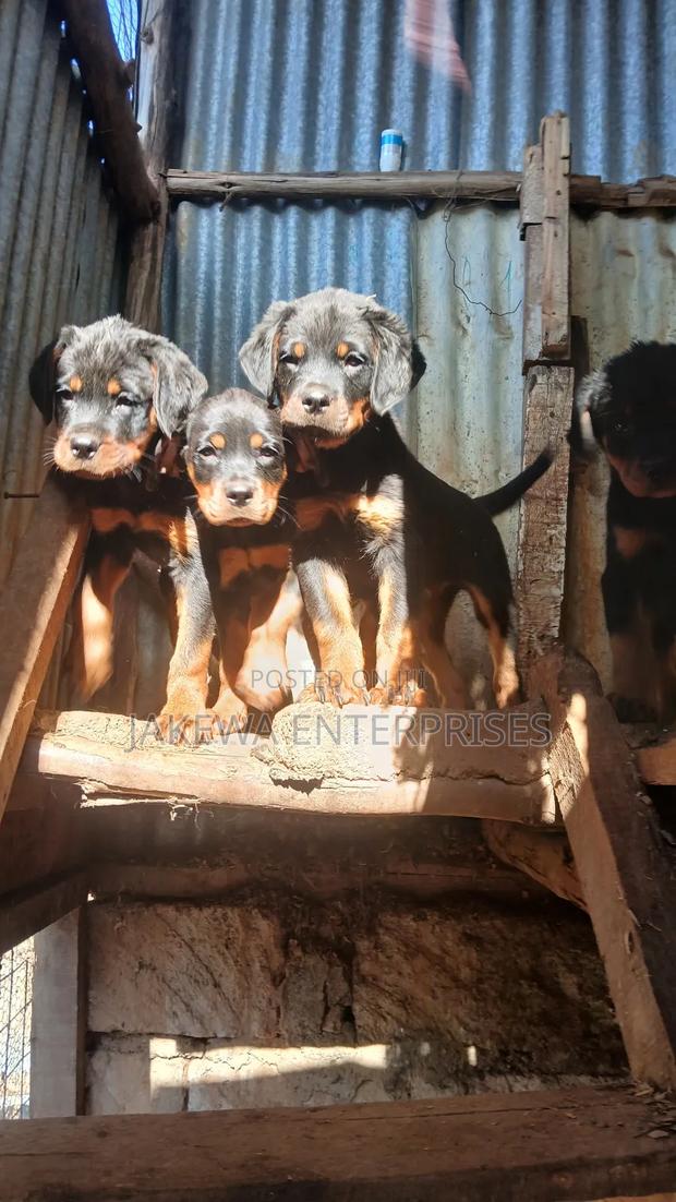 1-3 months Female Purebred Rottweiler