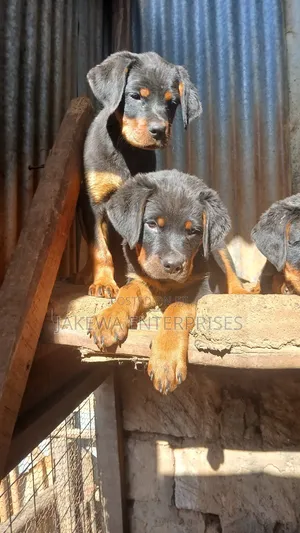 1-3 months Female Purebred Rottweiler