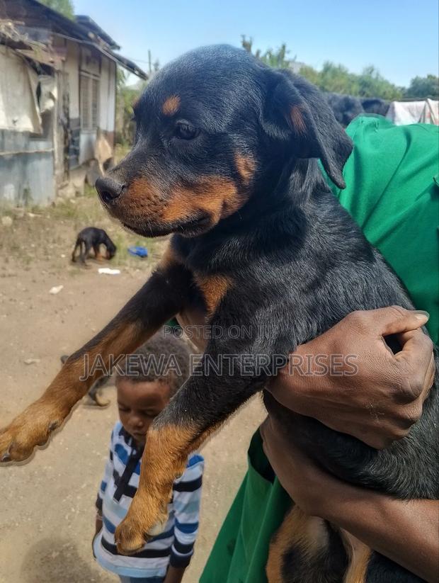 1-3 months Male Purebred Rottweiler - main view