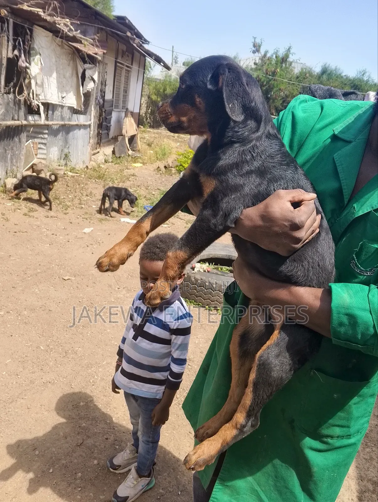 1-3 months Male Purebred Rottweiler