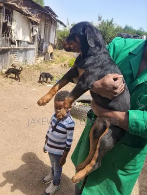 1-3 months Male Purebred Rottweiler