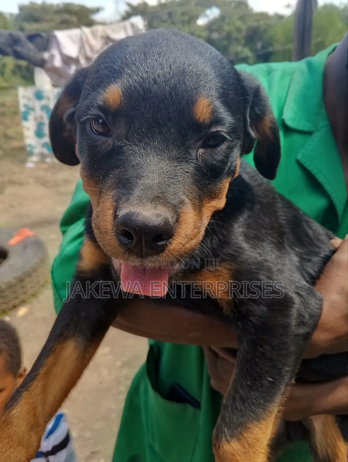 1-3 months Male Purebred Rottweiler