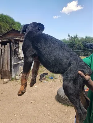 1-3 months Male Purebred Rottweiler