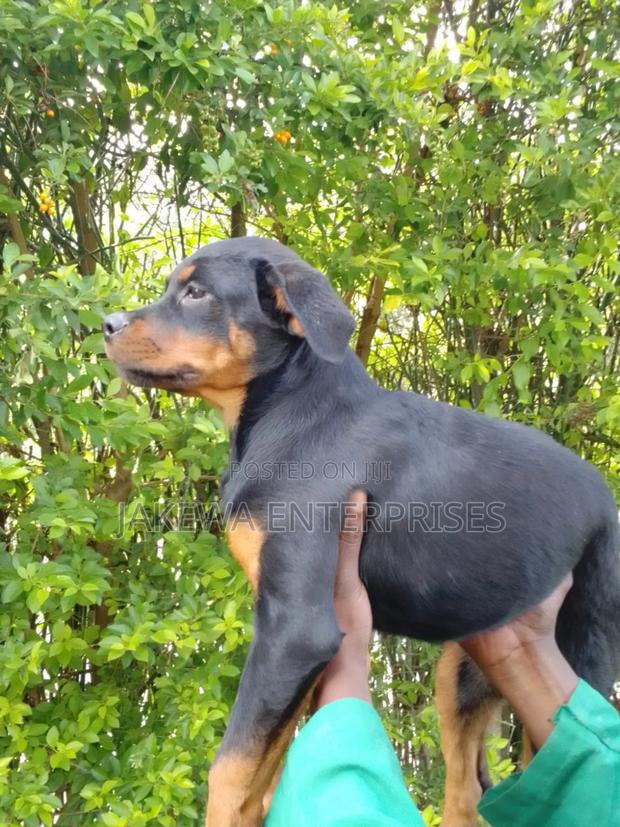 1-3 months Female Purebred Rottweiler