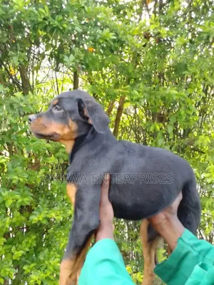1-3 months Female Purebred Rottweiler