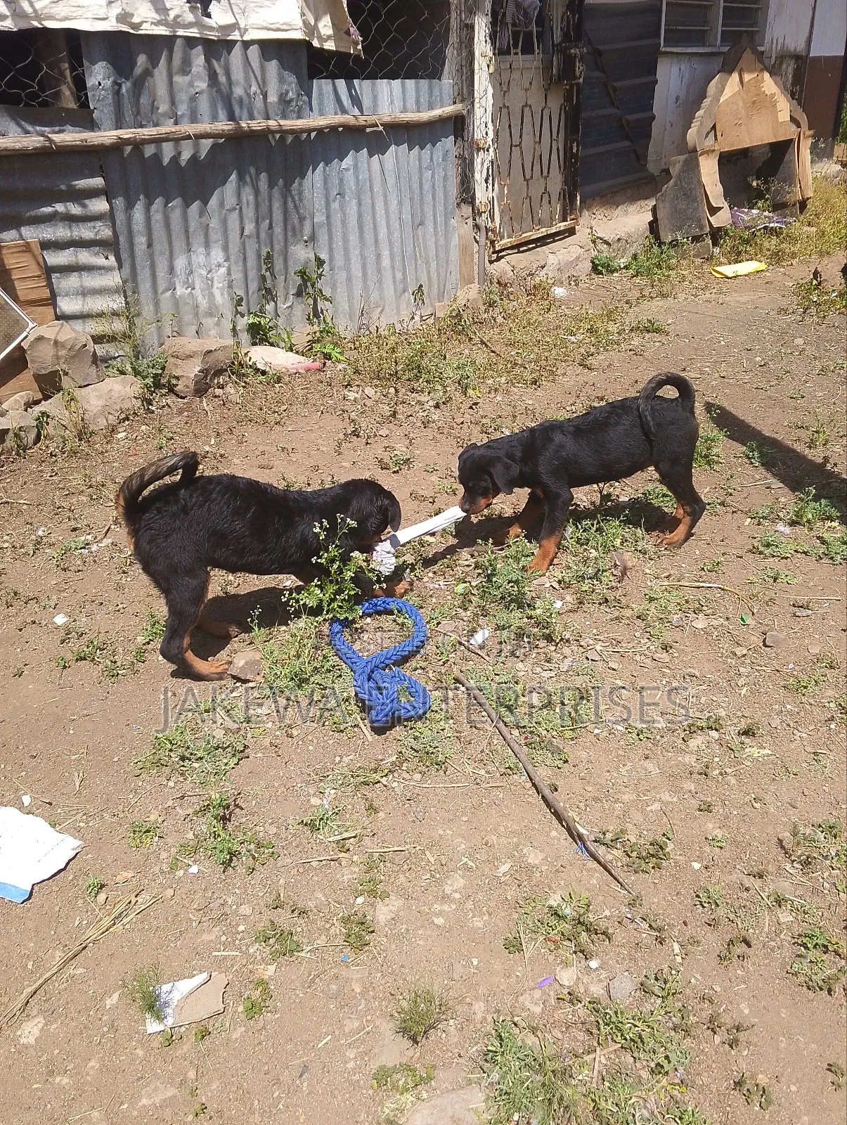 1-3 months Male Purebred Rottweiler