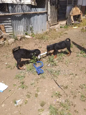 1-3 months Male Purebred Rottweiler