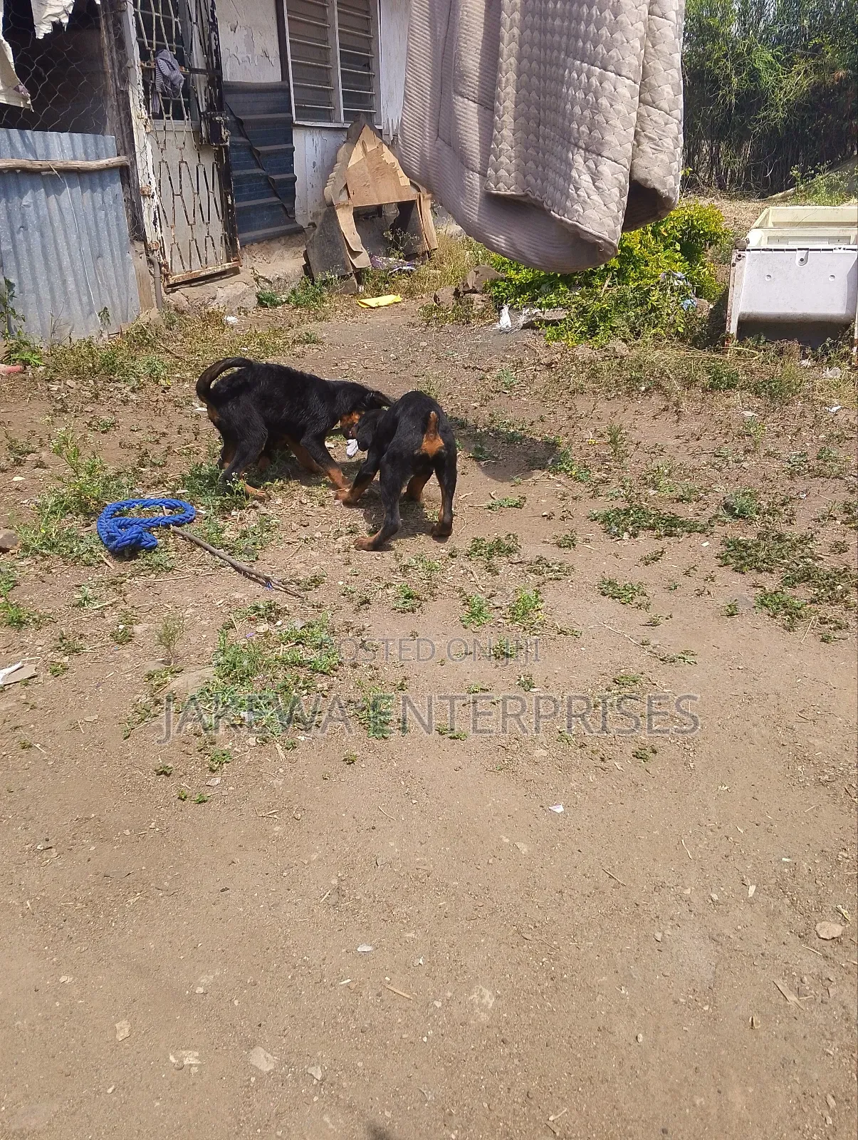 1-3 months Male Purebred Rottweiler