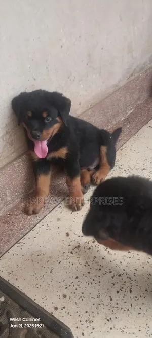 1-3 months Female Purebred Rottweiler