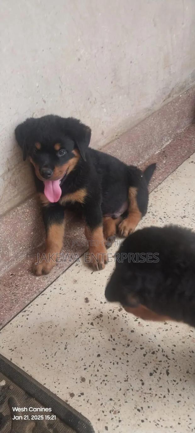 1-3 months Female Purebred Rottweiler