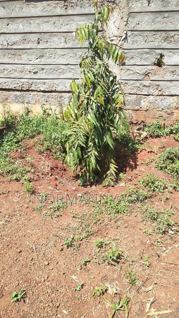 Indian Ashok Seedlings - thumbnail 3