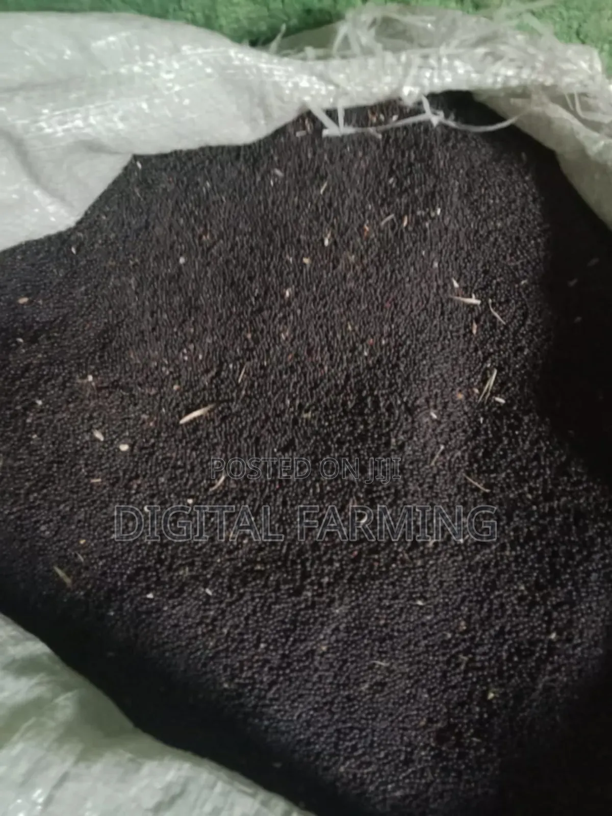 Canola Seeds