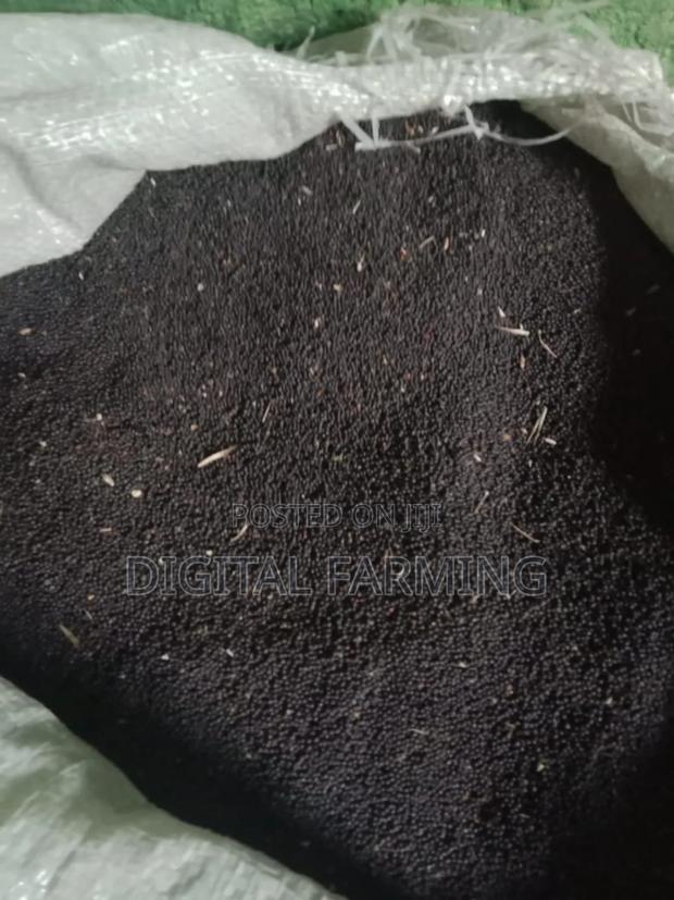 Canola Seeds - main view