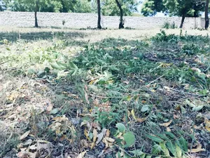 One Acre Third Row Prime Land in Baobab Hotel Area!!