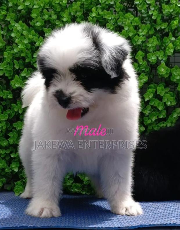 1-3 months Male Purebred Havanese - main view