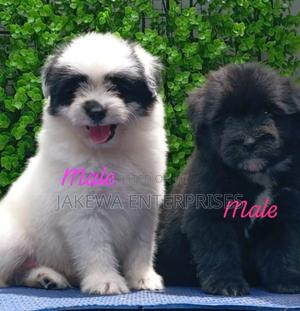 1-3 months Male Purebred Havanese - thumbnail 2