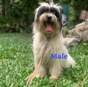 6-12 months Male Purebred Havanese
