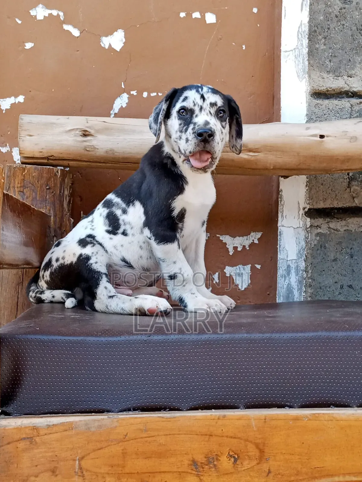 1-3 months Male Purebred Great Dane