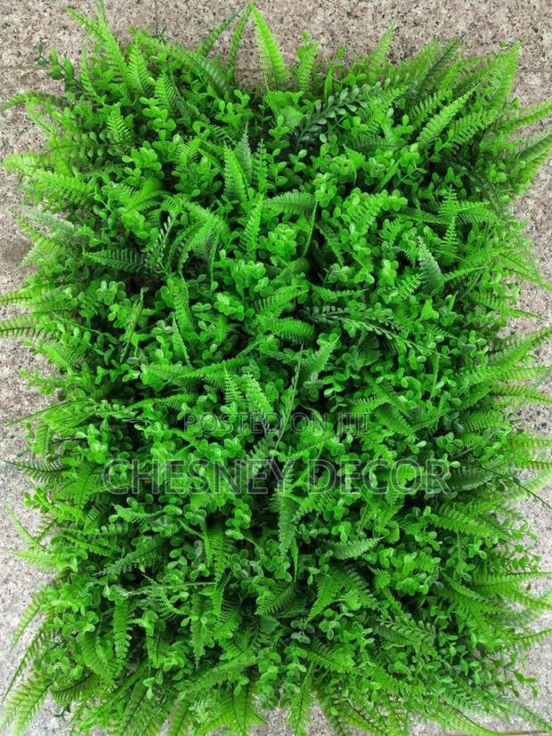 Boxwoodleaf Plants - main view