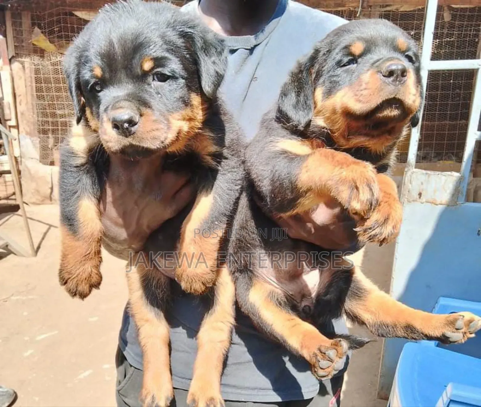 1-3 months Female Purebred Rottweiler