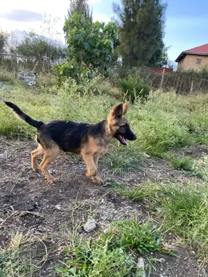 1-3 months Male Purebred German Shepherd