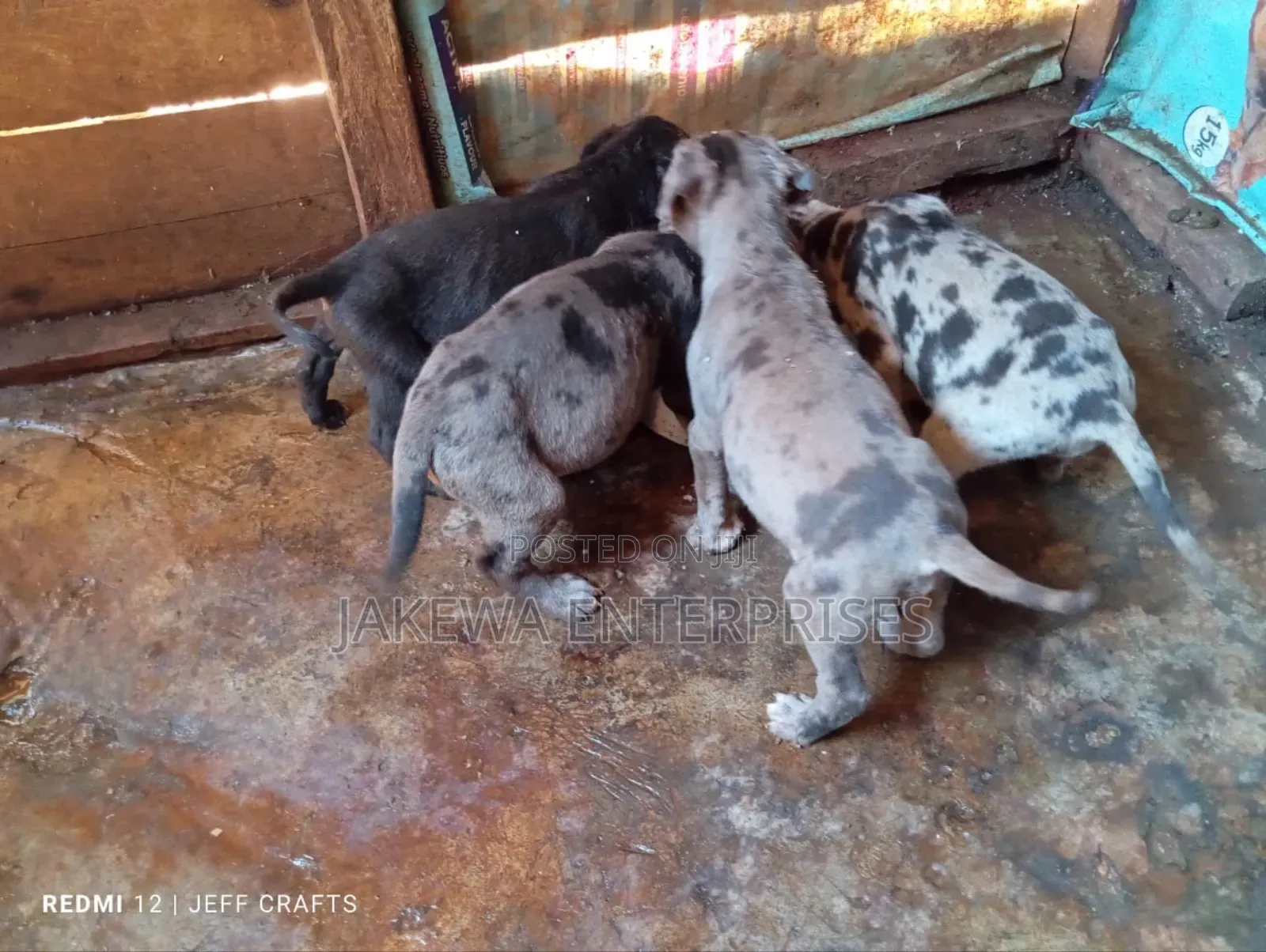 1-3 months Male Purebred Great Dane