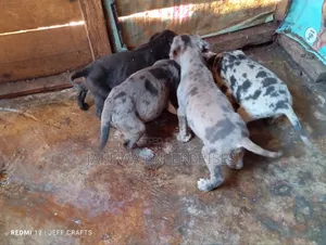 1-3 months Male Purebred Great Dane