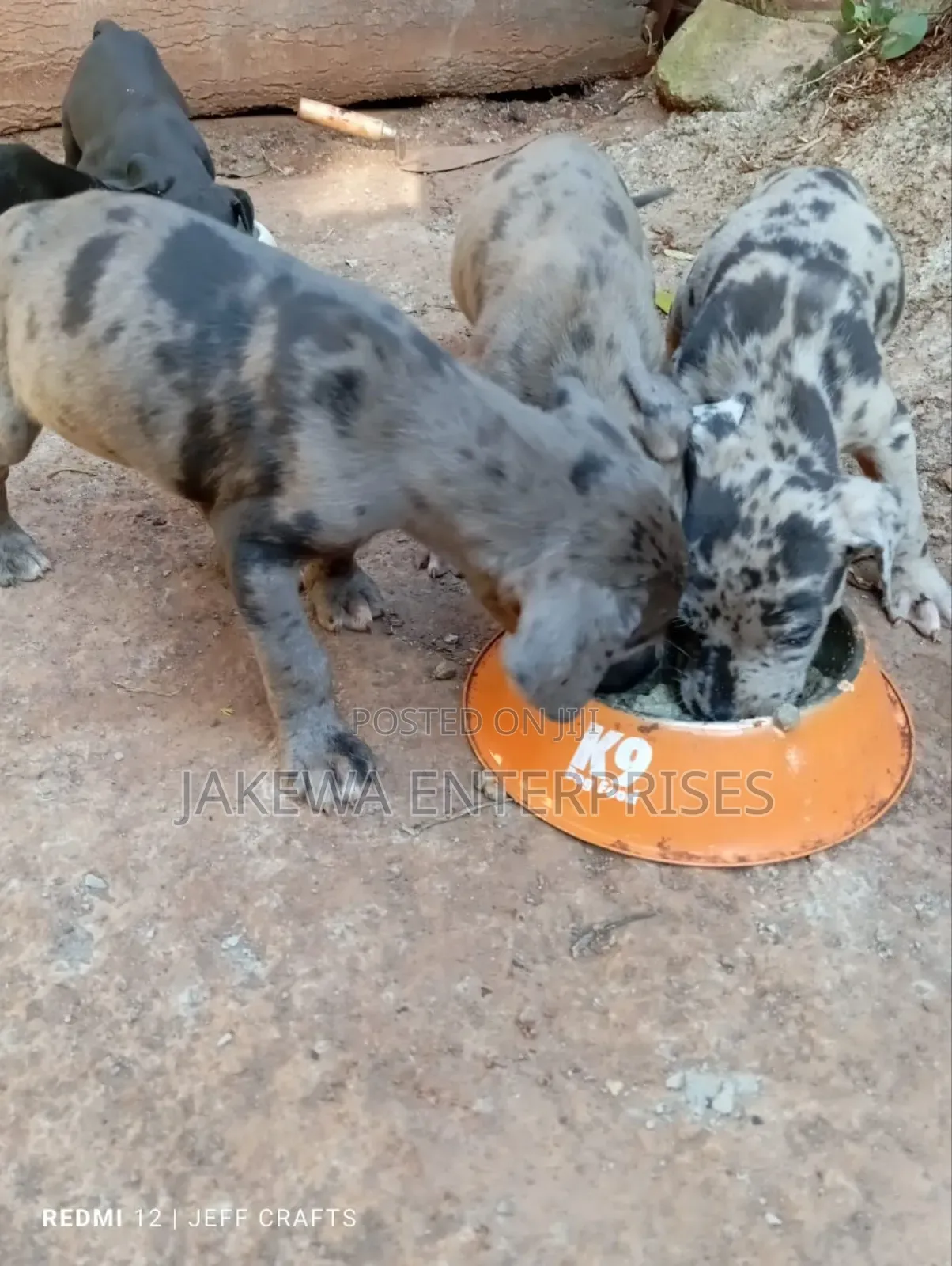 1-3 months Female Purebred Great Dane