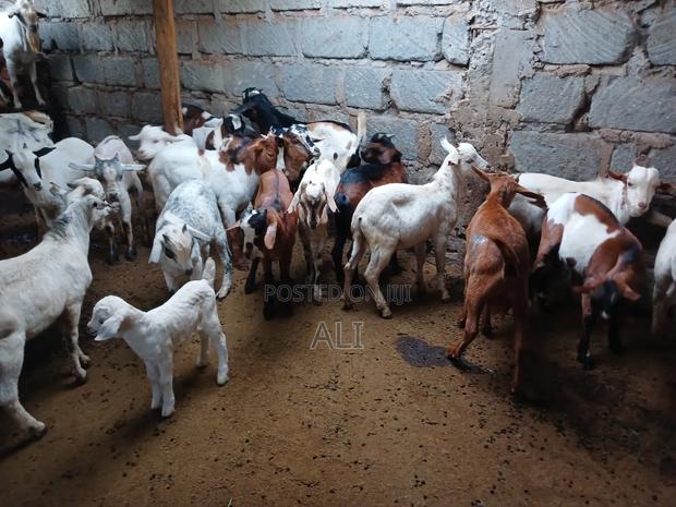 Goats and Sheep - main view