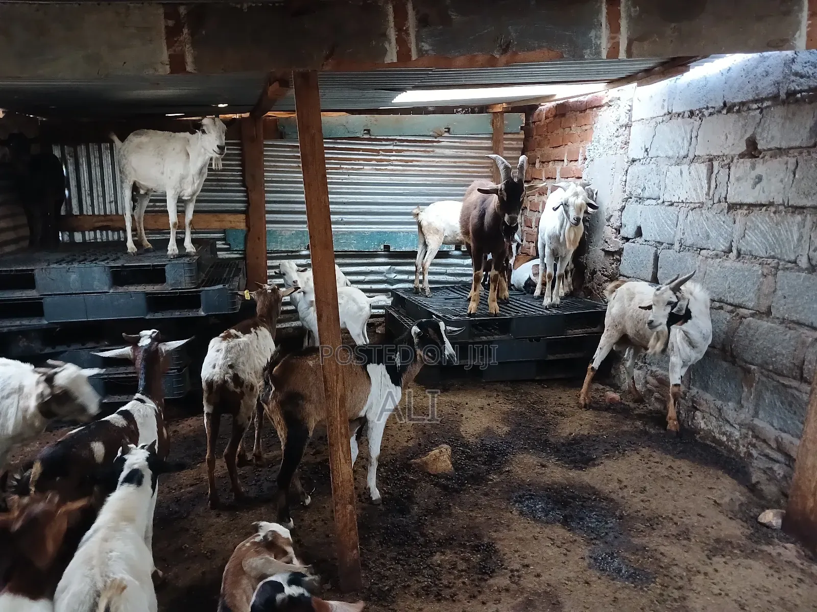 Goats and Sheep