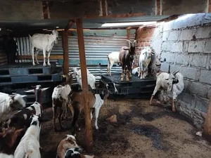 Goats and Sheep