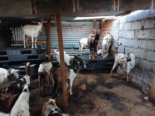 Goats and Sheep - thumbnail 3