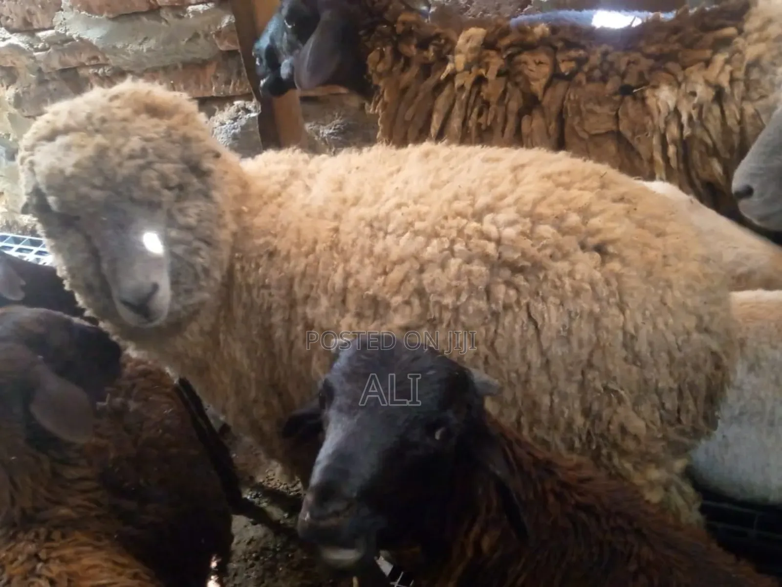 Goats and Sheep