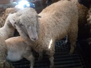 Goats and Sheep