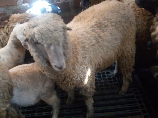 Goats and Sheep - thumbnail 5