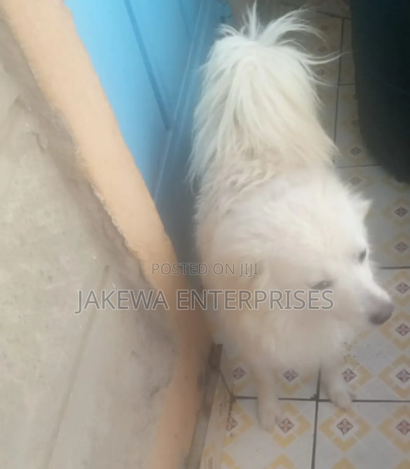 6-12 months Female Purebred Japanese Spitz