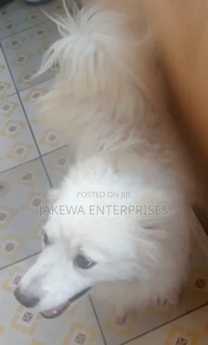 6-12 months Female Purebred Japanese Spitz