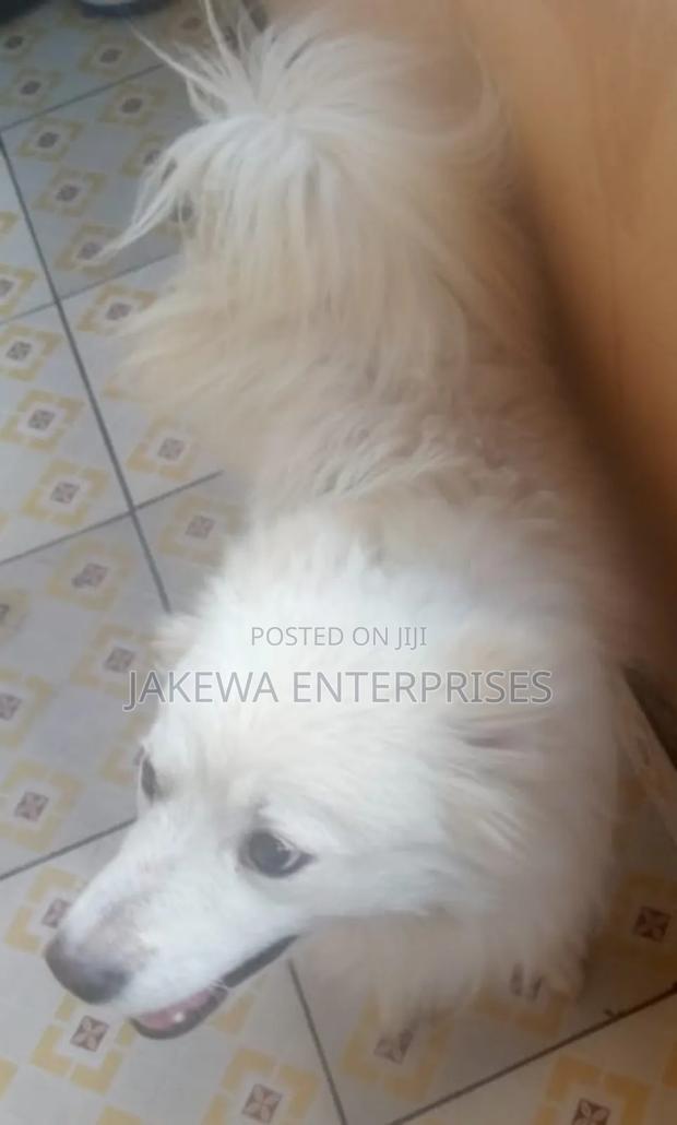 6-12 months Female Purebred Japanese Spitz - thumbnail 3