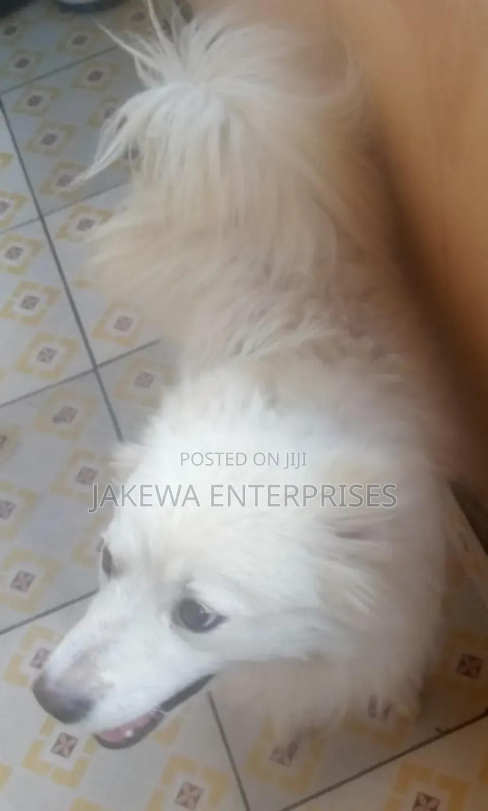 6-12 months Female Purebred Japanese Spitz