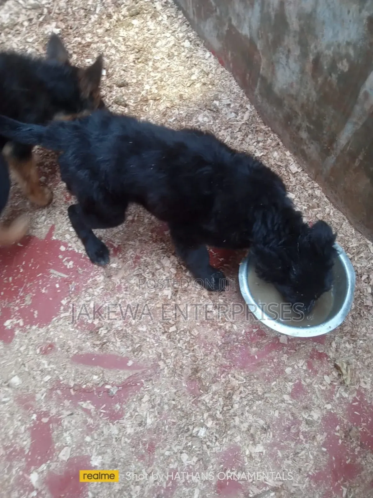 1-3 months Male Purebred German Shepherd