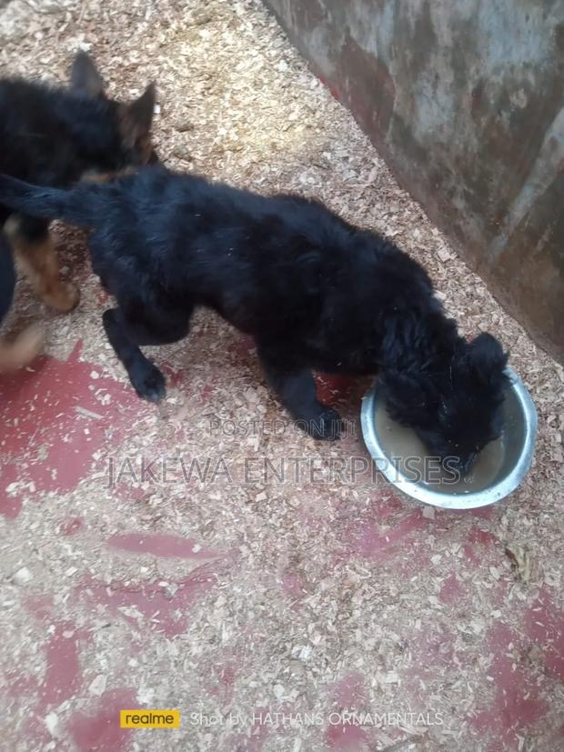 1-3 months Male Purebred German Shepherd